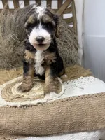 Tri , a male Miniature Bernedoodle for sale in Dyersville, IA – 4 of 7