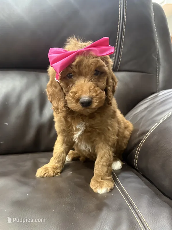 May-mini – Miniature Goldendoodle puppy for sale in Dyersville, IA