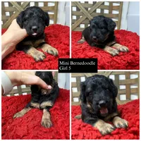 Minis , a female Miniature Bernedoodle for sale in Dyersville, IA – 1 of 7
