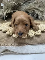 Mini Girl , a female Miniature Goldendoodle for sale in Dyersville, IA – 2 of 7