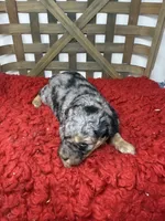 Merle Mini , a female Miniature Bernedoodle for sale in Dyersville, IA – 3 of 8
