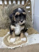 Tri mini , a male Miniature Bernedoodle for sale in Dyersville, IA – 5 of 7