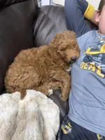 Summer , a female Miniature Goldendoodle for sale in Dyersville, IA – 6 of 6
