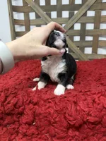 F1 tricolor , a female Bernedoodle for sale in Dyersville, IA – 5 of 7
