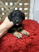 Minis , a female Miniature Bernedoodle for sale in Dyersville, IA – 5 of 7