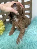 Max- Mini , a male Miniature Goldendoodle for sale in Dyersville, IA – 9 of 10