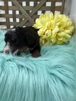 Tri boy 2, a male Bernedoodle for sale in Dyersville, IA – Photo 3 of 7