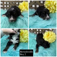Tri boy 2, a male Bernedoodle for sale in Dyersville, IA – Photo 1 of 7