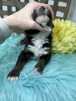 Tri boy 2, a male Bernedoodle for sale in Dyersville, IA – Photo 6 of 7