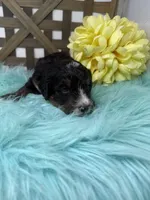 Tri boy 2, a male Bernedoodle for sale in Dyersville, IA – Photo 4 of 7