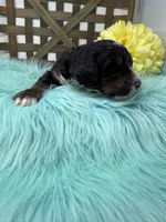 Tri boy 2, a male Bernedoodle for sale in Dyersville, IA – Photo 2 of 7