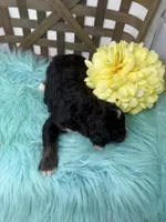 Tri boy 2, a male Bernedoodle for sale in Dyersville, IA – Photo 7 of 7