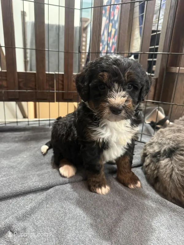 Duke , a male Bernedoodle for sale in Dyersville, IA – Photo 1 of 6