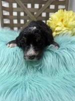 Tri boy 2, a male Bernedoodle for sale in Dyersville, IA – Photo 5 of 7