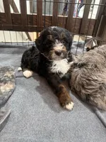 Duke , a male Bernedoodle for sale in Dyersville, IA – Photo 6 of 6