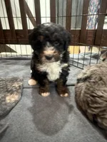 Duke , a male Bernedoodle for sale in Dyersville, IA – Photo 2 of 6