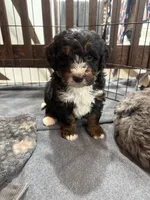 Duke , a male Bernedoodle for sale in Dyersville, IA – Photo 5 of 6