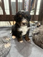 Duke , a male Bernedoodle for sale in Dyersville, IA – Photo 3 of 6