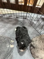 Duke , a male Bernedoodle for sale in Dyersville, IA – Photo 4 of 6