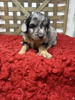 Minis , a female Miniature Bernedoodle for sale in Dyersville, IA – 2 of 6
