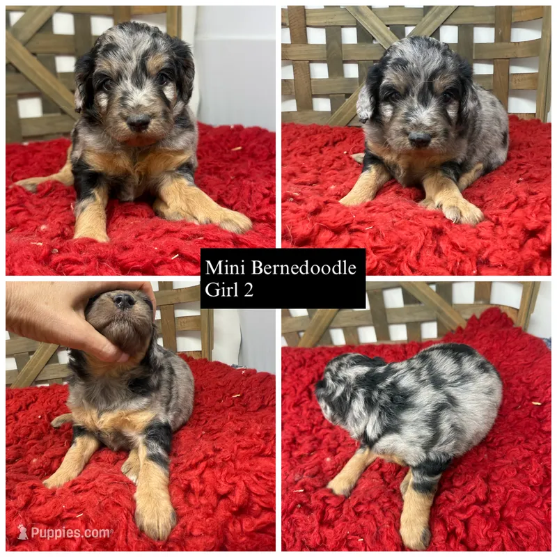 Minis  – Miniature Bernedoodle puppy for sale in Dyersville, IA