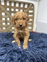 Red mini , a female Miniature Goldendoodle for sale in Dyersville, IA – 4 of 6