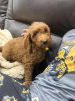 Summer , a female Miniature Goldendoodle for sale in Dyersville, IA – 4 of 6
