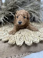 Mini , a female Miniature Goldendoodle for sale in Dyersville, IA – 7 of 7