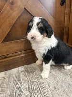 Tri girl , a female Bernedoodle for sale in Dyersville, IA – Photo 2 of 7