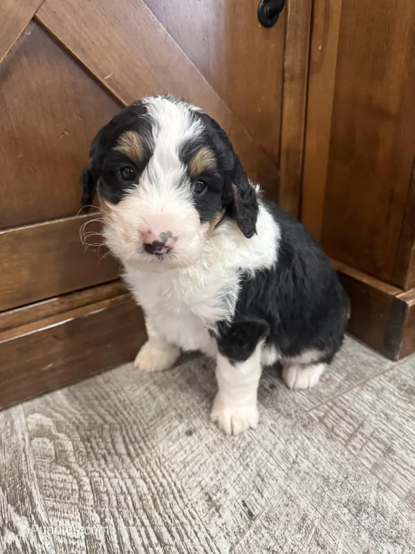 Tri girl  – Bernedoodle puppy for sale in Dyersville, IA