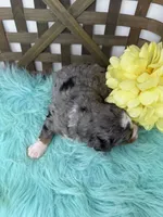 Merle girl , a female Bernedoodle for sale in Dyersville, IA – Photo 6 of 6