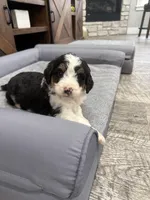 Tri girl , a female Bernedoodle for sale in Dyersville, IA – Photo 4 of 7