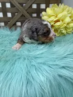Merle girl , a female Bernedoodle for sale in Dyersville, IA – Photo 2 of 6