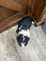 Tri girl , a female Bernedoodle for sale in Dyersville, IA – Photo 6 of 7