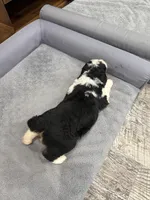 Tri girl , a female Bernedoodle for sale in Dyersville, IA – Photo 7 of 7