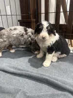 Tri girl , a female Bernedoodle for sale in Dyersville, IA – Photo 5 of 7