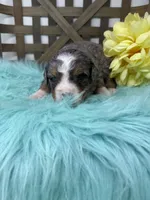 Merle girl , a female Bernedoodle for sale in Dyersville, IA – Photo 4 of 6