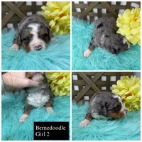 Merle girl , a female Bernedoodle for sale in Dyersville, IA – Photo 1 of 6