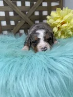 Merle girl , a female Bernedoodle for sale in Dyersville, IA – Photo 3 of 6