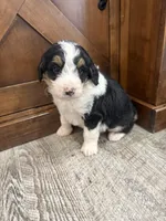 Tri girl , a female Bernedoodle for sale in Dyersville, IA – Photo 3 of 7
