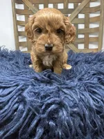 Mini , a female Miniature Goldendoodle for sale in Dyersville, IA – 3 of 7