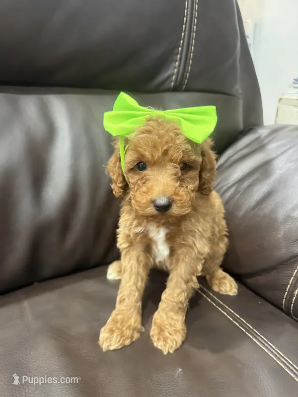 Summer-mini  – Miniature Goldendoodle puppy for sale in Dyersville, IA