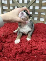 F1 Merle Tri , a male Bernedoodle for sale in Dyersville, IA – 5 of 6