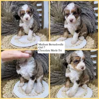Merle chocolate girl , a female Bernedoodle for sale in Dyersville, IA – 2 of 9