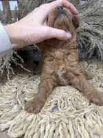 Mini , a female Miniature Goldendoodle for sale in Dyersville, IA – 6 of 7