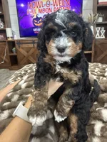 Holly-mini tri , a female Miniature Bernedoodle for sale in Dyersville, IA – 4 of 8