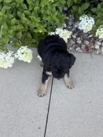 Mini girl , a female Miniature Bernedoodle for sale in Dyersville, IA – 4 of 7
