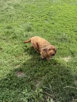 Jazzy- mini, a female Miniature Goldendoodle for sale in Dyersville, IA – 2 of 5