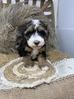 Tri , a male Miniature Bernedoodle for sale in Dyersville, IA – 5 of 7