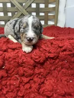 F1 Merle , a male Bernedoodle for sale in Dyersville, IA – 2 of 5